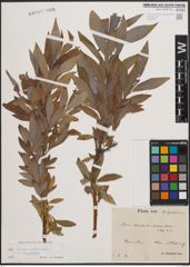 Foto von Salix cinerea L. x Salix viminalis L.